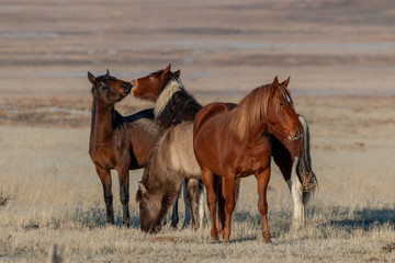 Fototapeta premium Herd of Wild Horses in the Utah Desert in Winter