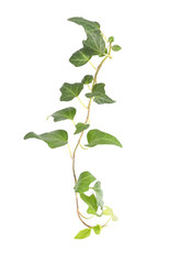 ivy leaves isolated on a white background