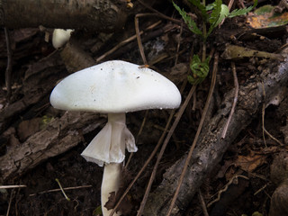 Mushroom white with a skirt
