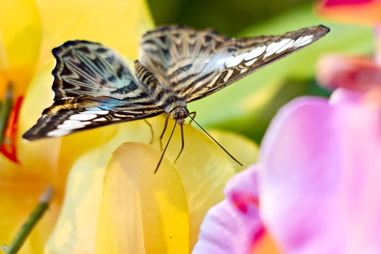 Parthenos Sylvia