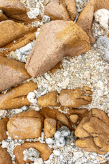 Background of stones with shells and corals