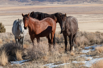 Herd of Wild Horses in the Utah Desert in Winter