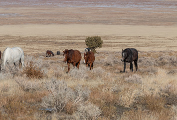 Herd of Wild Horses in the Utah Desert in Winter