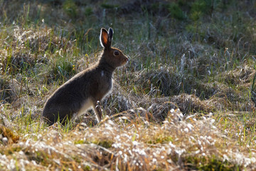 hare in the spring