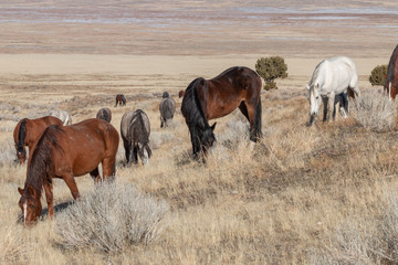 Herd of Wild Horses in the Utah Desert in Winter