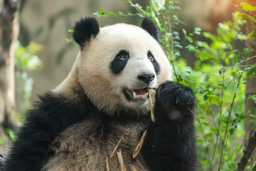 Naklejka premium Wielka panda jedząca bambus, dzikie zwierzęta.