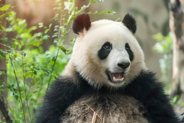 Naklejka premium Wielka panda jedząca bambus, dzikie zwierzęta.