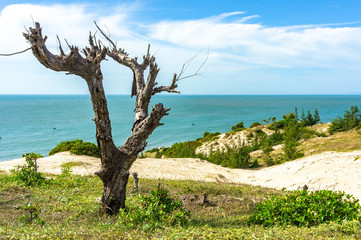 Dry tree by the sea