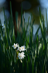 White daffodil flowers in winter.