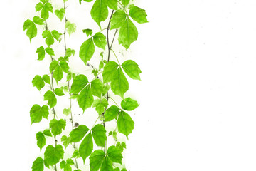 green ivy on old grunge antique paper texture