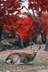 red deer