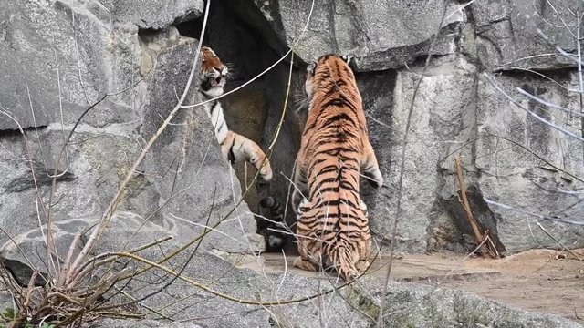 fight between two tigers