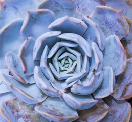 Obraz premium Miniature succulent plants (succulent cactus) at the garden