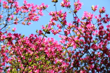 Beautiful vibrant pink shrub with small green foliage, looking upwards into a deep blue summer sky