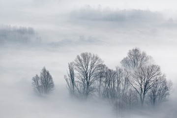 Panorama sulla foresta con nebbia al mattino