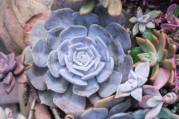 Miniature succulent plants (succulent cactus) at the garden