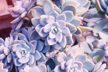 Miniature succulent plants (succulent cactus) at the garden