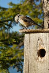 siberian tit