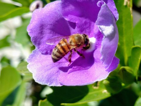 hermosa abeja 