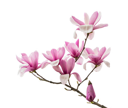 Fototapeta Pink magnolia flowers isolated on white background