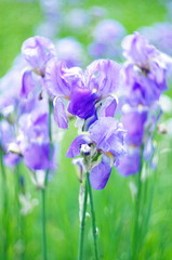 purple bearded iris flowers on a bright colored background