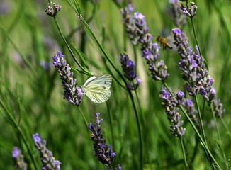 Lavendel,Futterpflanze,Nahrungsquelle