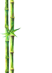 Fototapeta na wymiar Bamboo forest spa background. Watercolor hand drawn green botanical illustration with space for text