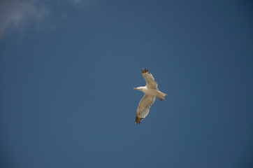 seagull in flight
