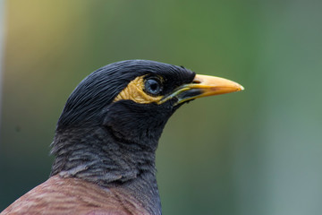 Vogel im Portrait