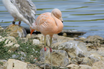 flamant rose