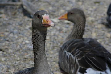 Canard