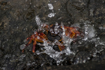 Krabben auf Futtersuche