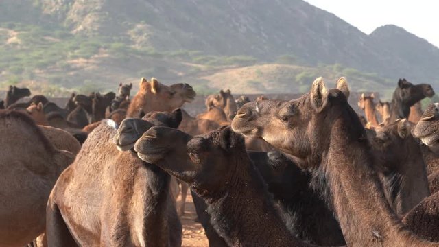 Large herd of camels in desert Thar during the annual Pushkar Camel Fair near holy city Pushkar, Rajasthan, India. This fair is largest camel trading fair in the world