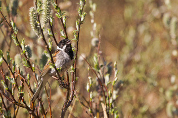 Reed Bunting
