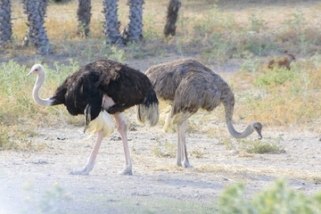 Autruche