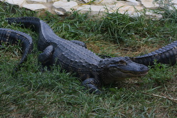 alligator