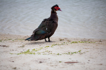 Florida duck in a park with a lake