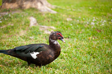 Florida duck in a park with a lake