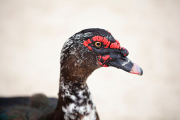 Florida duck in a park with a lake
