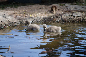 baby swans