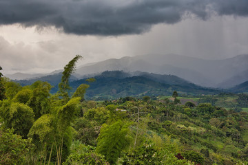 bamboo grove and rainy mountains