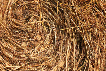 Hay and straw texture