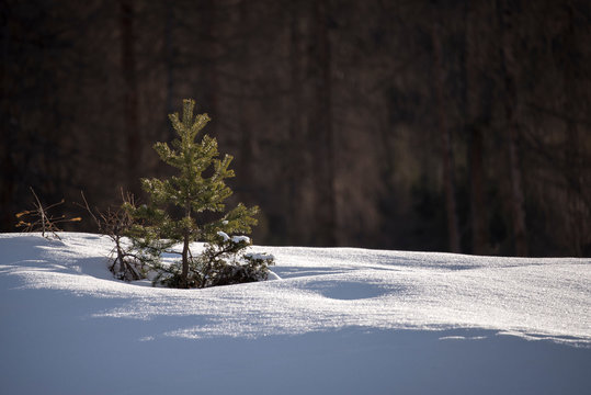 Small Pine Tree In The Snow