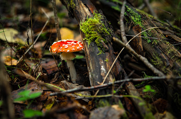 amanita mushrooms in the forest