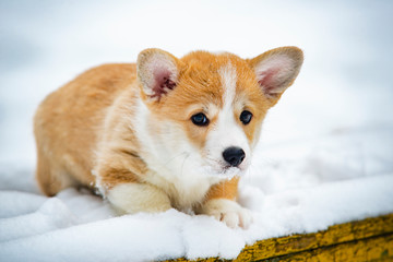 portrait of a corgi pembroke puppy