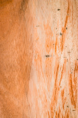 Fototapeta premium wood texture background