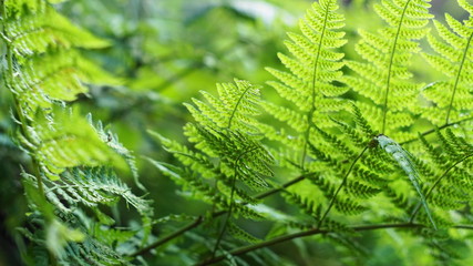 Search Photos Paprocie