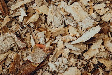 autumn leaves on ground