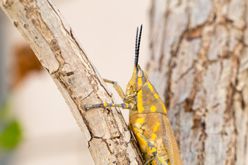 Brown grasshopper in nature, Migratory Bird Locust or Brown Spotted Locust (Cyrtacanthacris tatarica) - Image