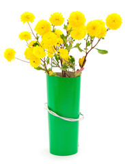  Flowers of chrysanthemum and color cardboard